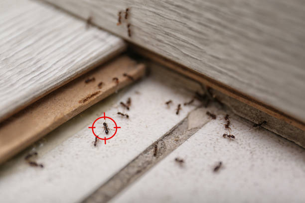 Spider Control Near Me in Venice Gardens, FL